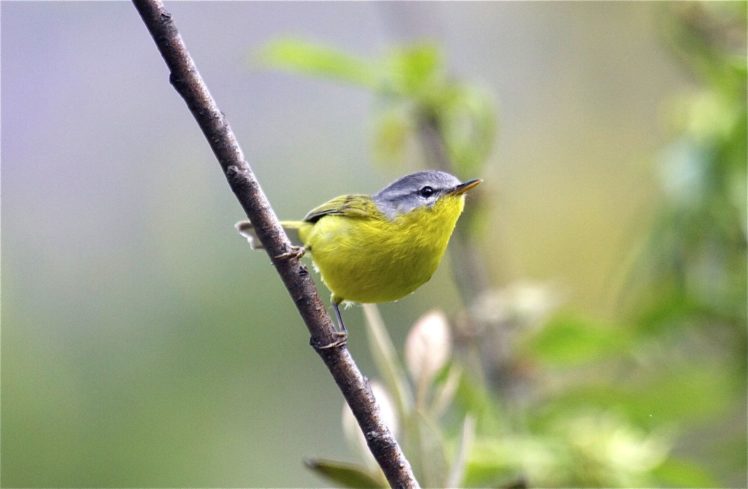 warbler, Bird, Birds, Nature, Wildlife HD Wallpaper Desktop Background