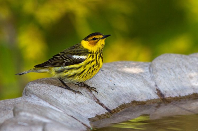 warbler, Bird, Birds, Nature, Wildlife HD Wallpaper Desktop Background