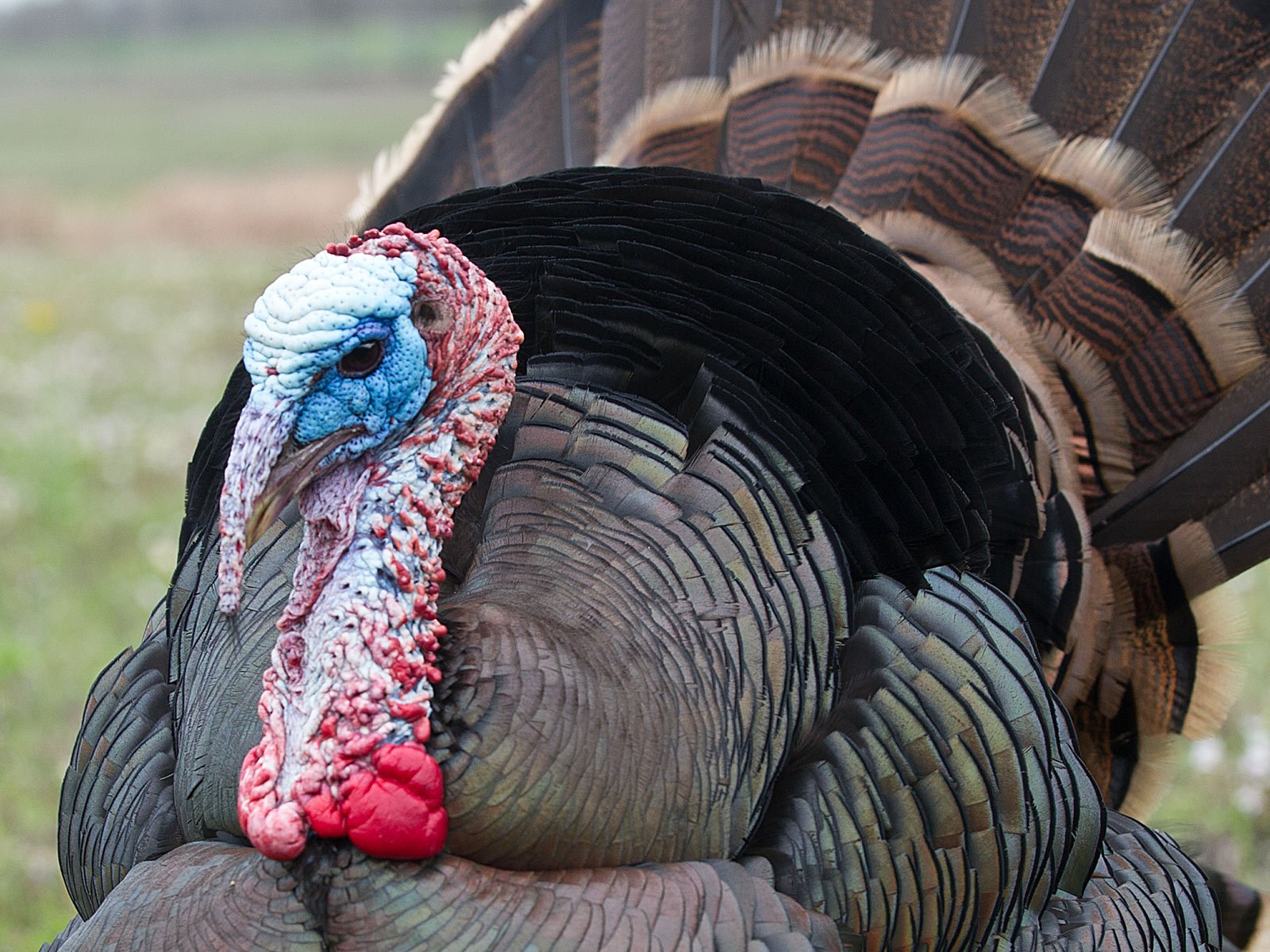 turkey, Bird, Wildlife, Thanksgiving, Nature Wallpapers HD ...
