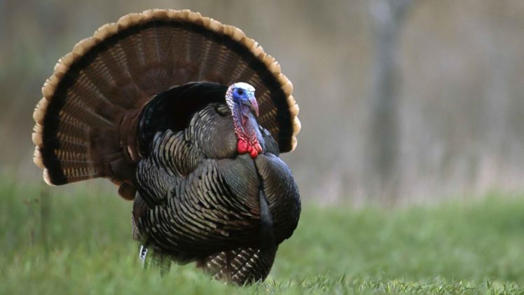 turkey, Bird, Wildlife, Thanksgiving, Nature HD Wallpaper Desktop Background