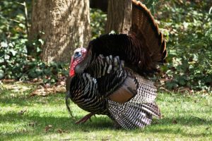 turkey, Bird, Wildlife, Thanksgiving, Nature