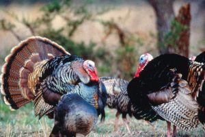 turkey, Bird, Wildlife, Thanksgiving, Nature