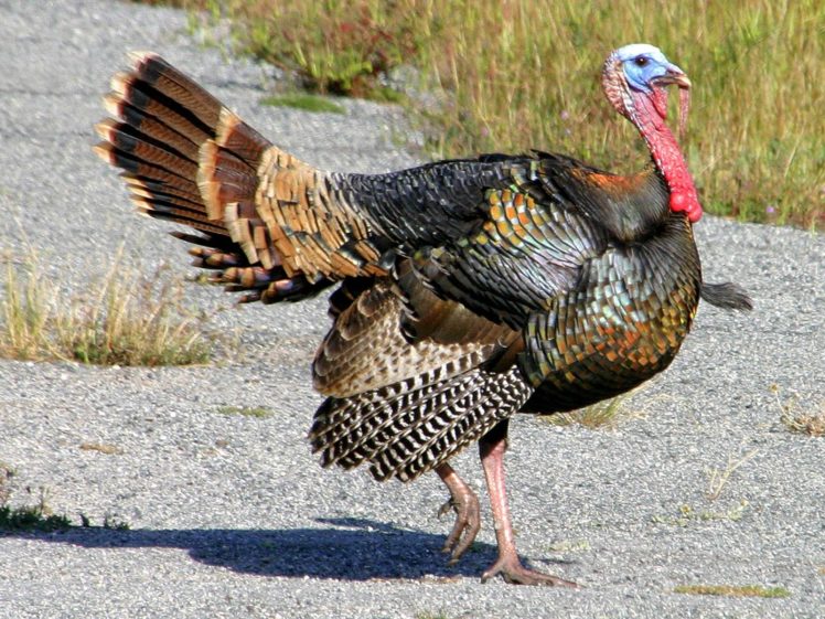Turkey Bird Wildlife Thanksgiving Nature Wallpapers Hd Desktop