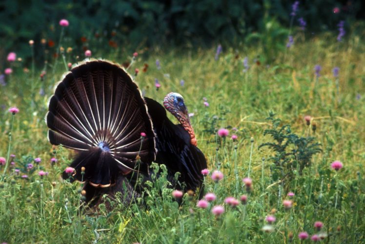 Turkey Bird Wildlife Thanksgiving Nature