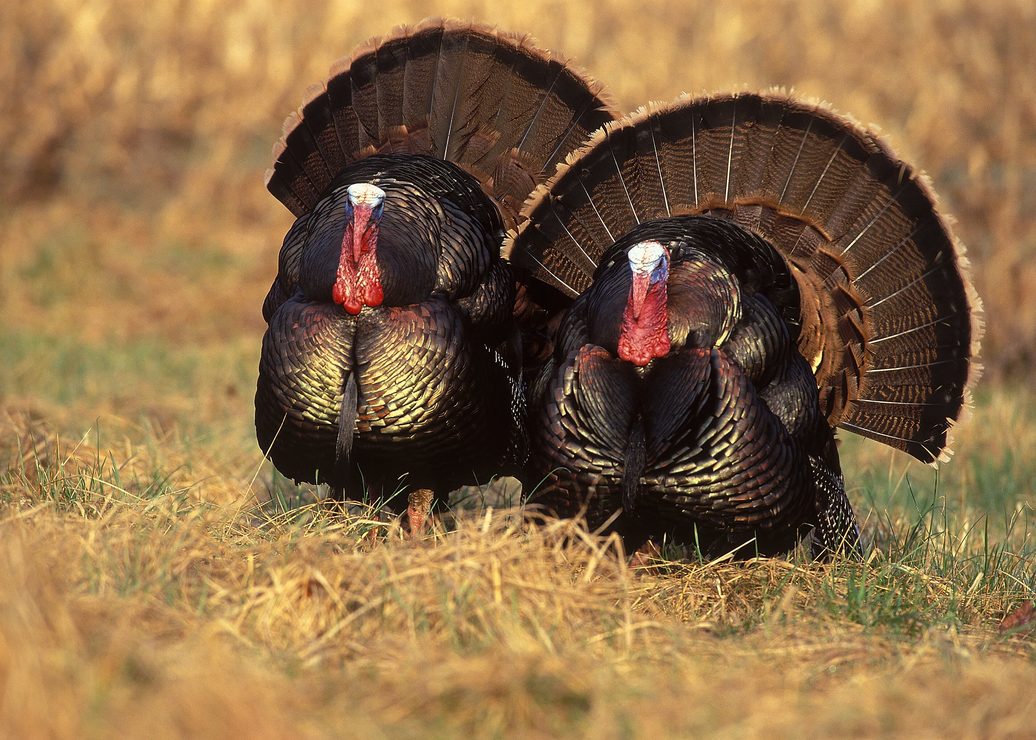 Turkey, Bird, Wildlife, Thanksgiving, Nature Wallpapers Hd / Desktop