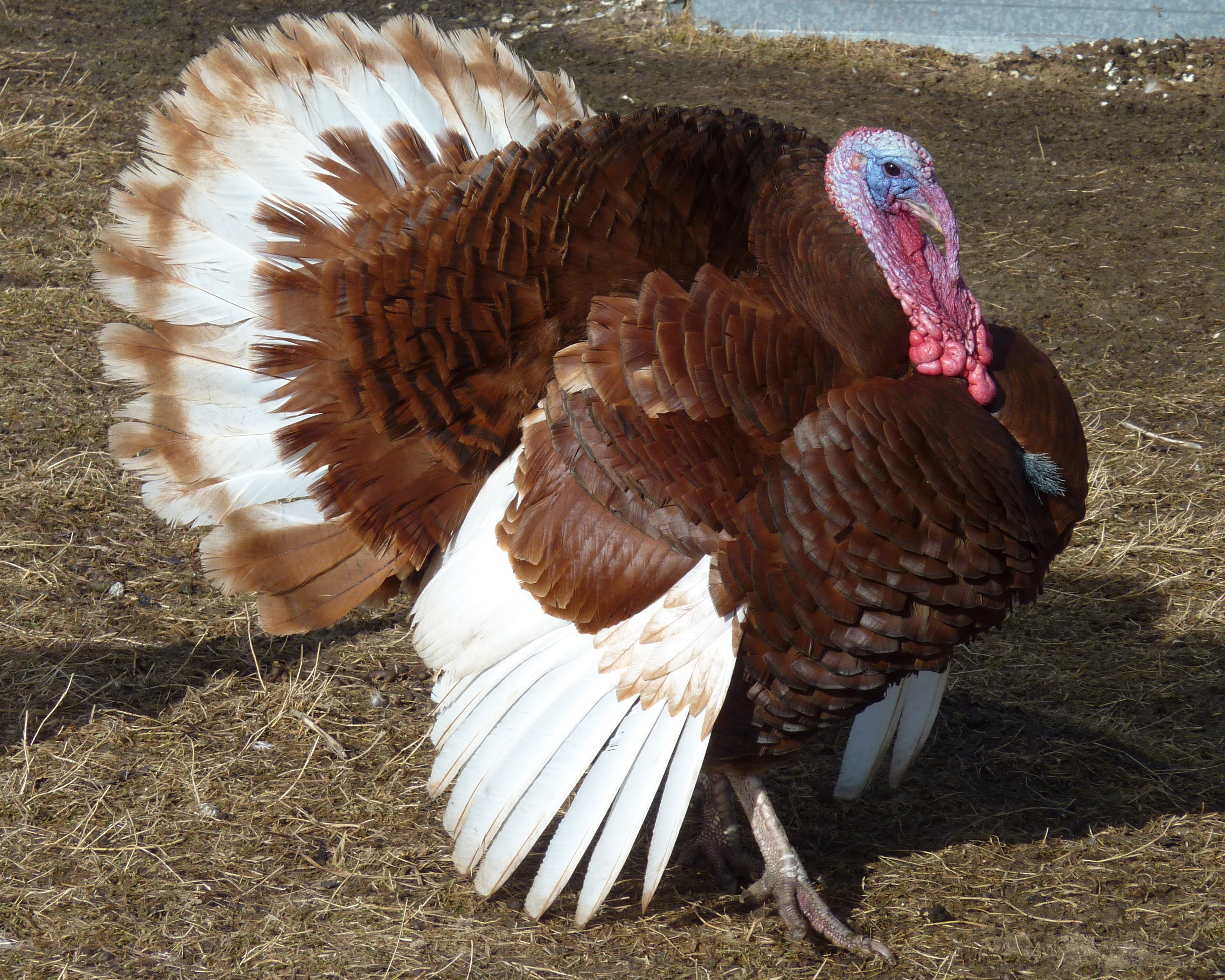 turkey, Bird, Wildlife, Thanksgiving, Nature Wallpaper