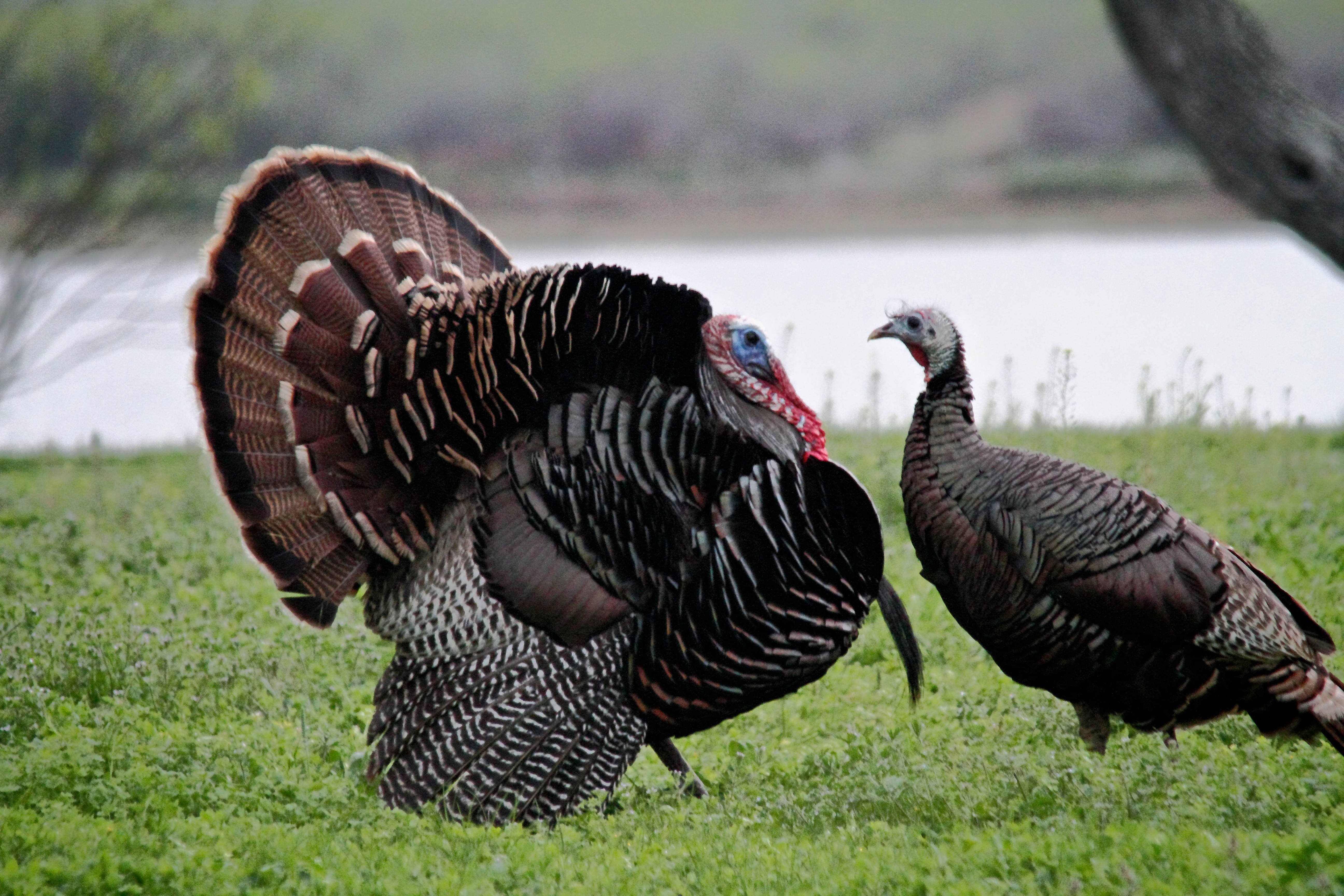 File:Turkey bird J2.JPG - Wikimedia Commons