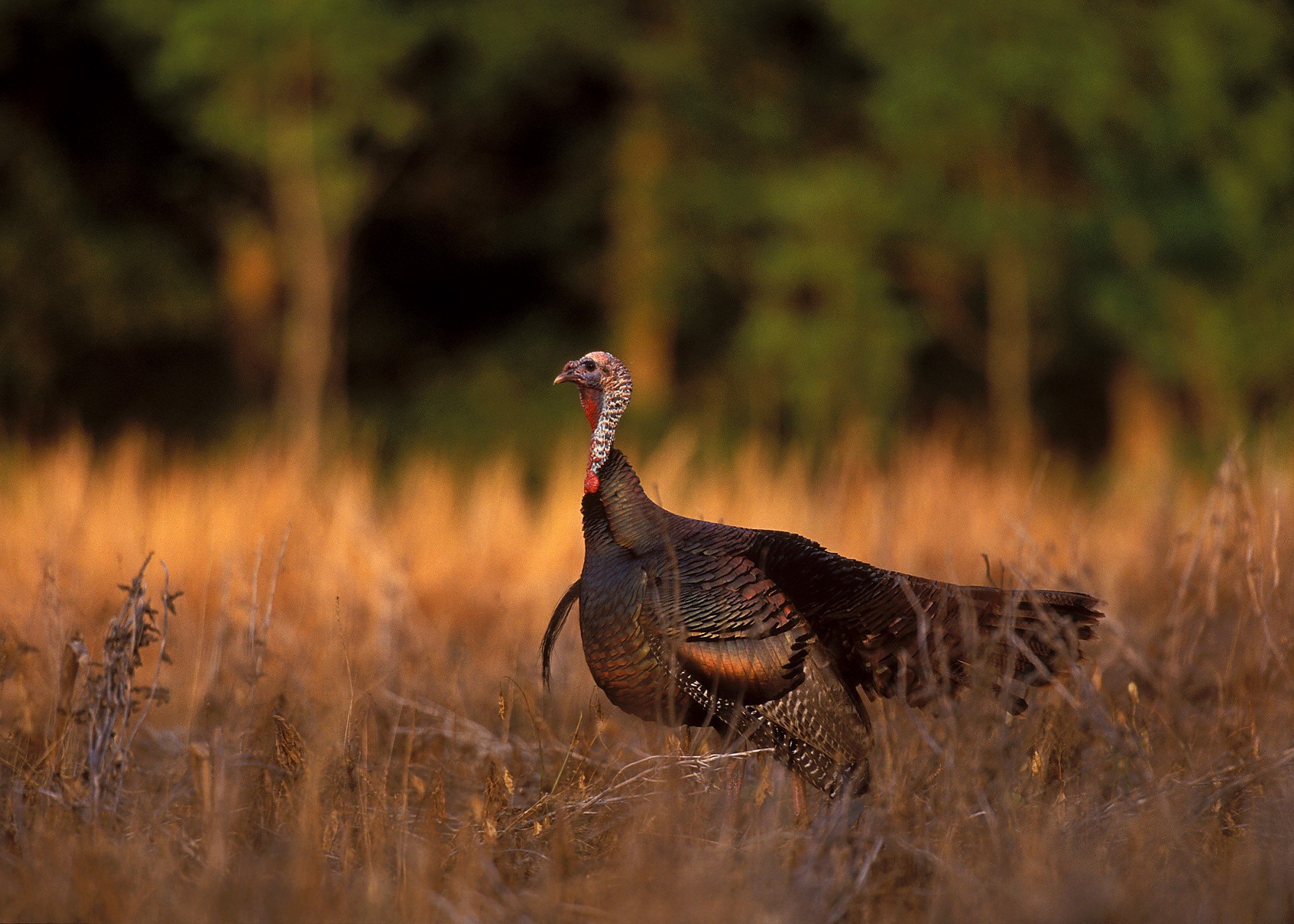 turkey, Bird, Wildlife, Thanksgiving, Nature Wallpapers HD / Desktop