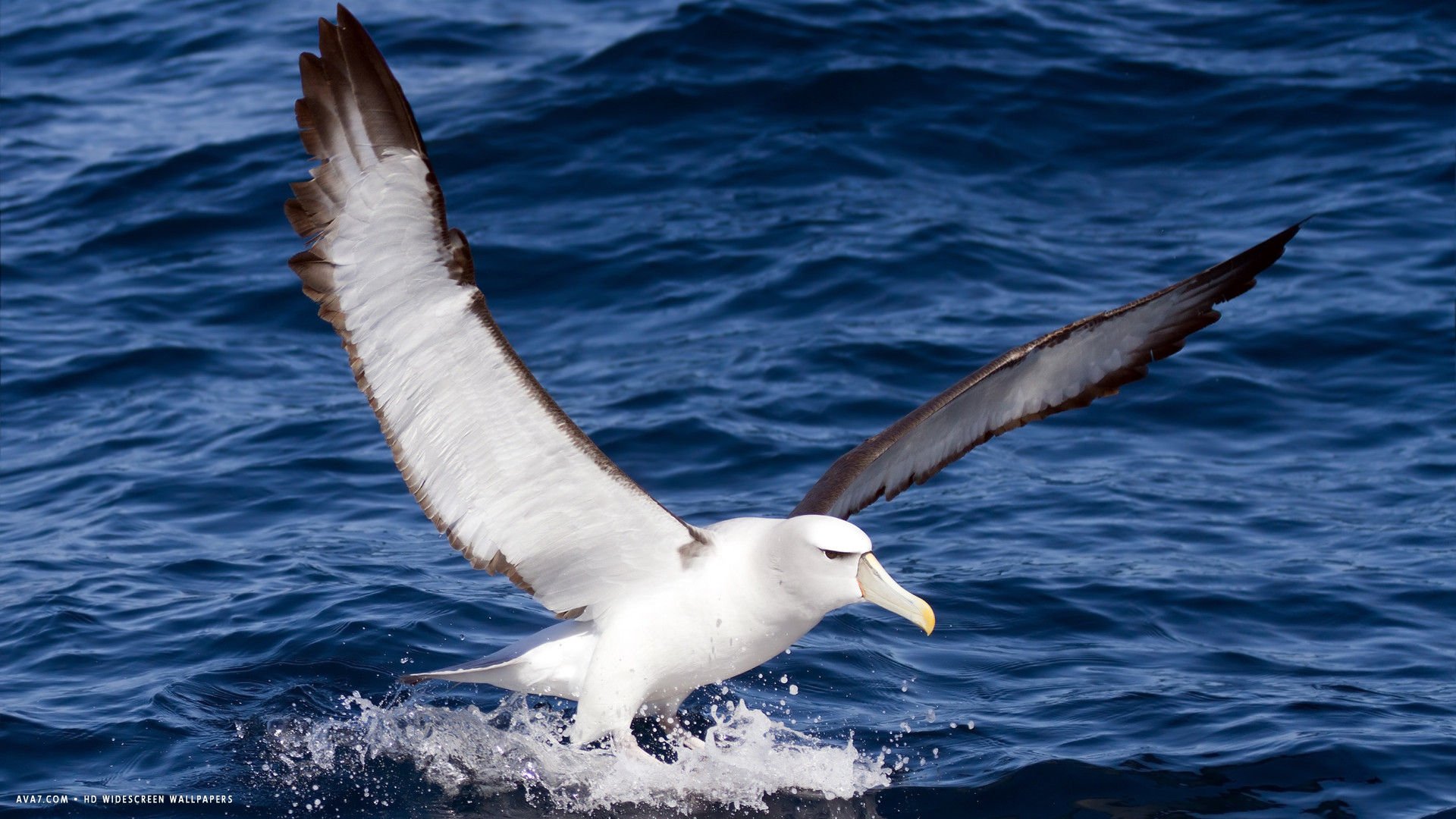 albatross, Seabird, Bird, Birds Wallpaper