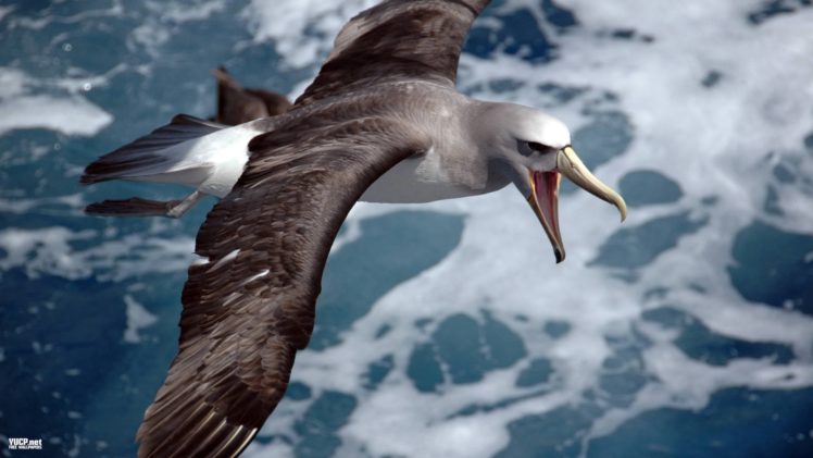 albatross, Seabird, Bird, Birds HD Wallpaper Desktop Background