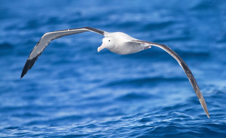 albatross, Seabird, Bird, Birds HD Wallpaper Desktop Background