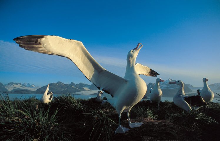 albatross, Seabird, Bird, Birds HD Wallpaper Desktop Background