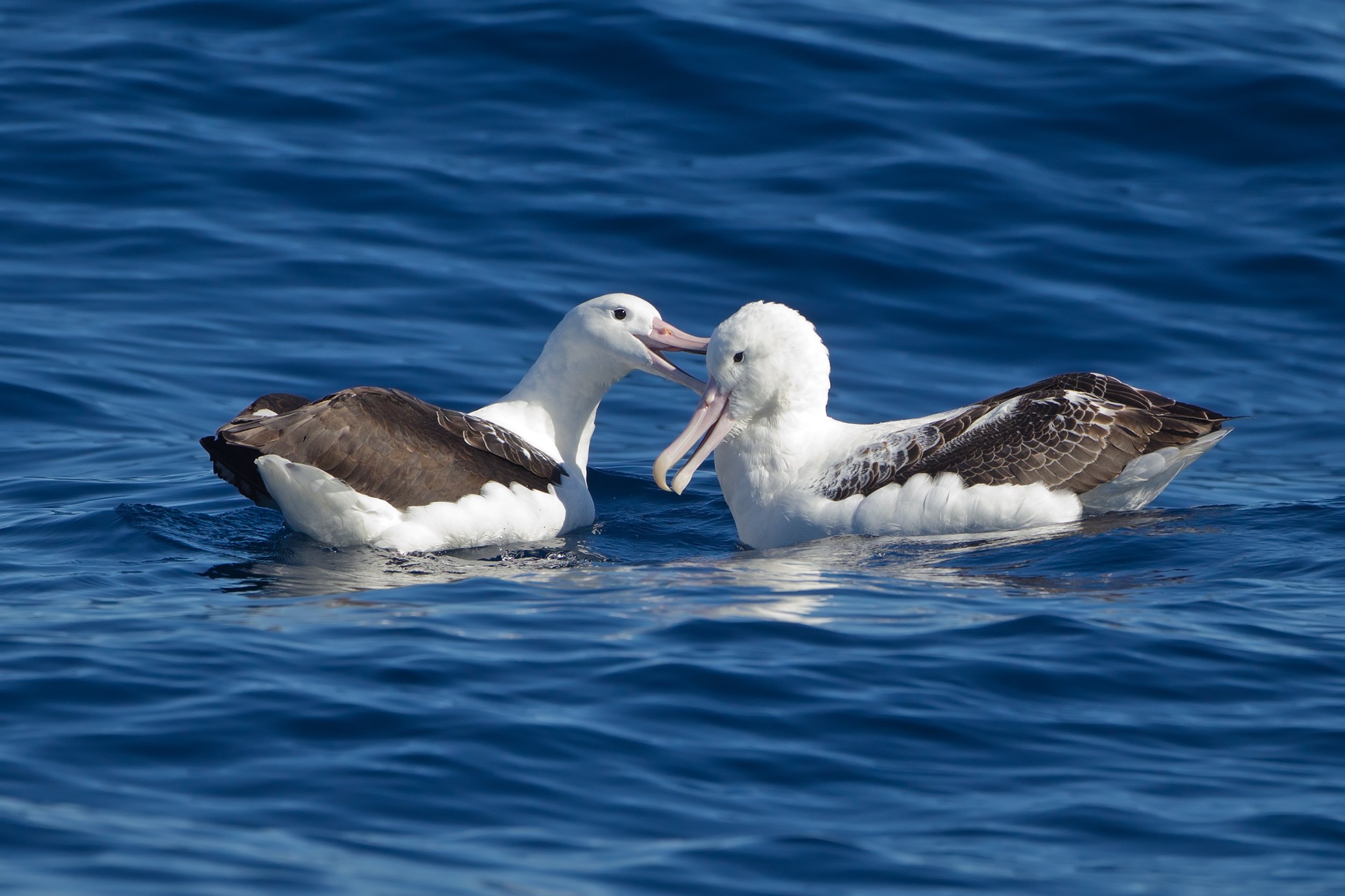 albatross, Seabird, Bird, Birds Wallpaper