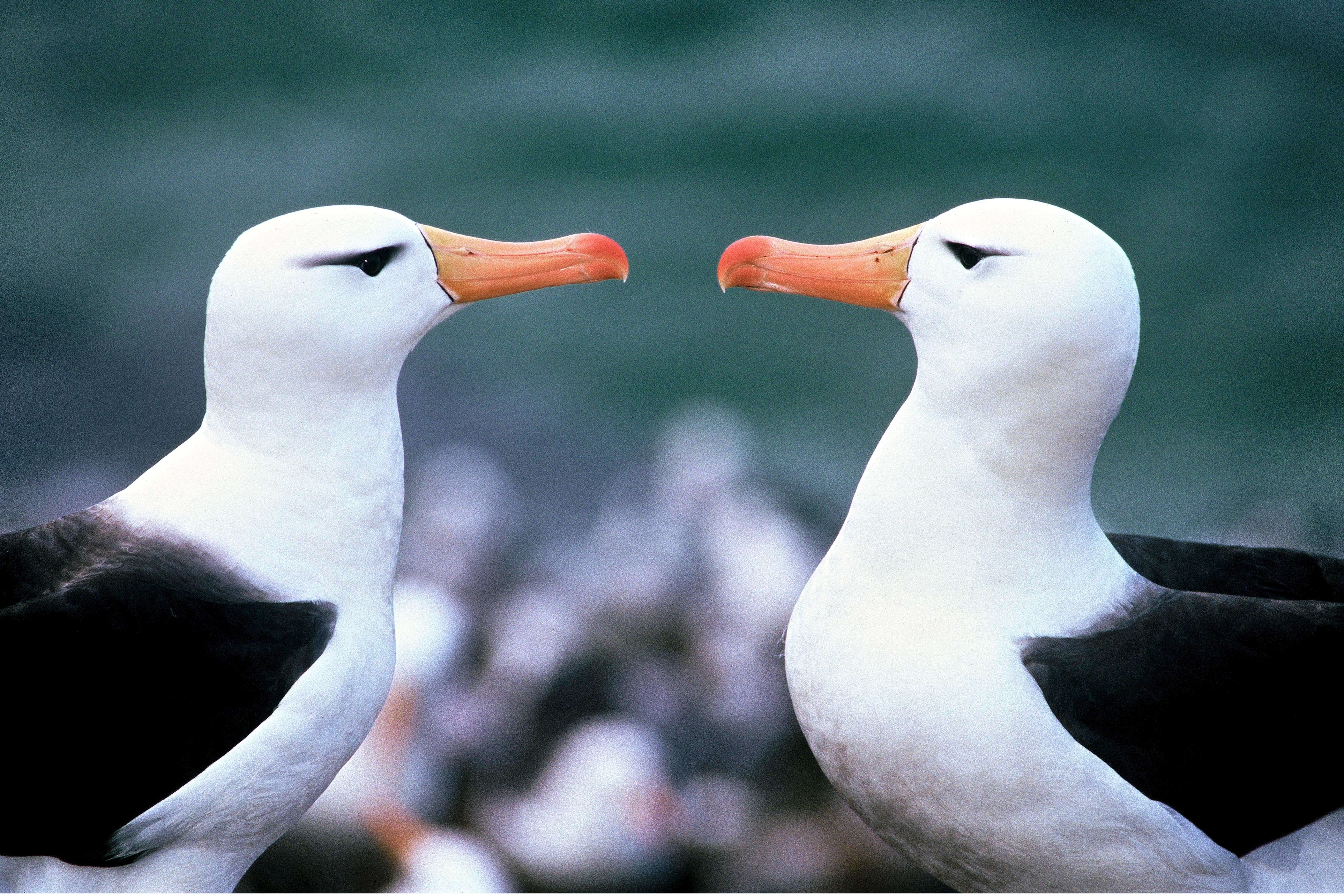 albatross, Seabird, Bird, Birds Wallpaper