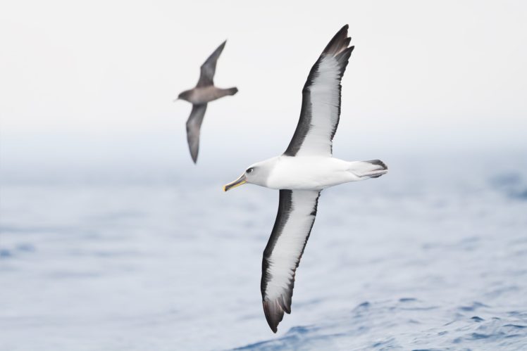 albatross, Seabird, Bird, Birds HD Wallpaper Desktop Background