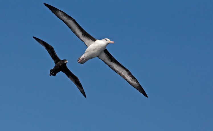 albatross seabird bird birds wallpapers hd desktop and mobile backgrounds albatross seabird bird birds