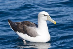 albatross, Seabird, Bird, Birds