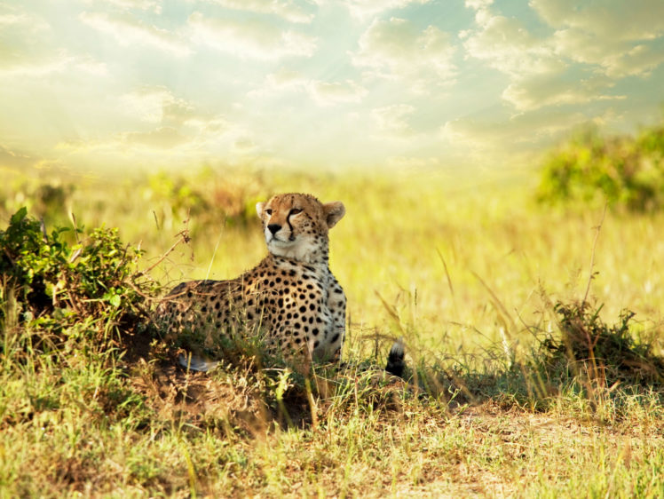 big, Cats, Cheetahs, Grass, Animals, Nature HD Wallpaper Desktop Background