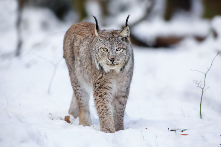 cats, Lynx, Animals, Winter, Snow HD Wallpaper Desktop Background