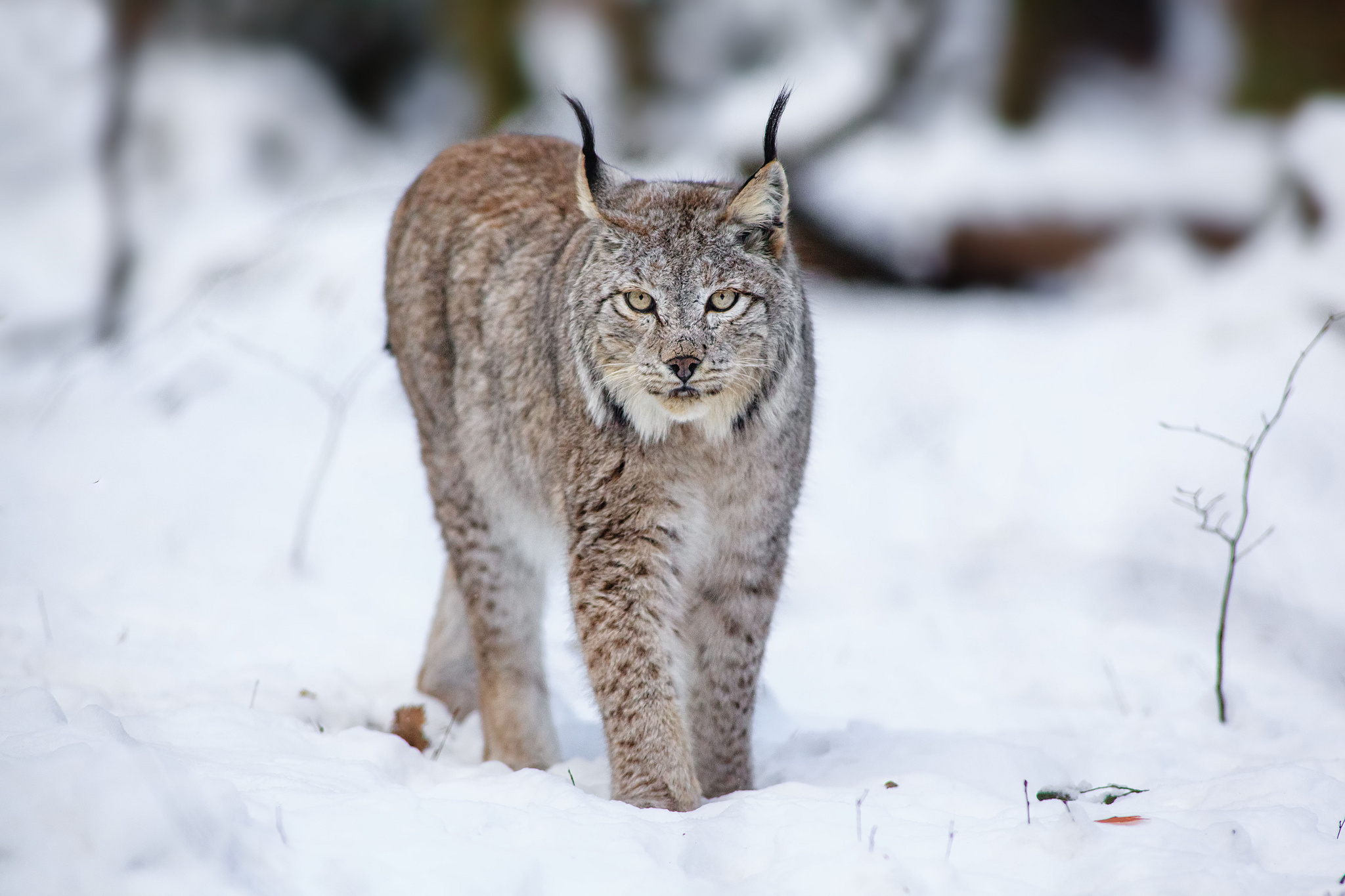 cats, Lynx, Animals, Winter, Snow Wallpaper