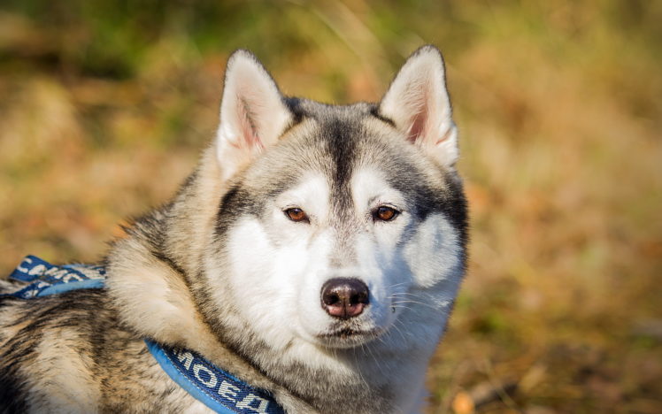 dogs, Alaskan, Malamute, Animals HD Wallpaper Desktop Background