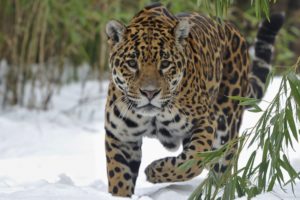 jaguars, Glance, Animals