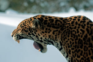 jaguars, Roar, Animals