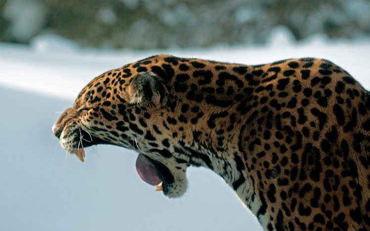jaguars, Roar, Animals HD Wallpaper Desktop Background