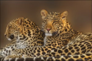 leopards, Glance, Animals, Leopard