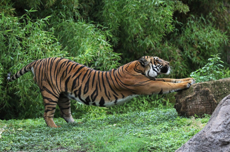 tigers, Grass, Animals, Tiger HD Wallpaper Desktop Background