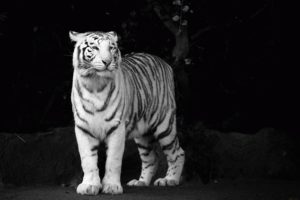 tigers, White, Animals, Albino, Tiger