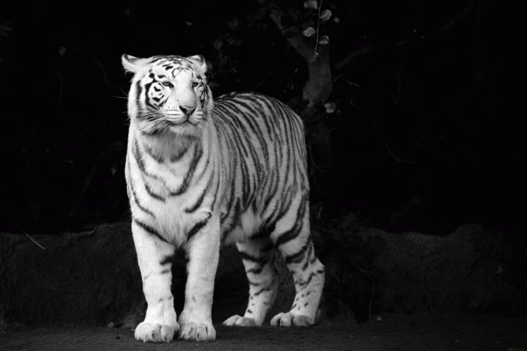 tigers, White, Animals, Albino, Tiger HD Wallpaper Desktop Background