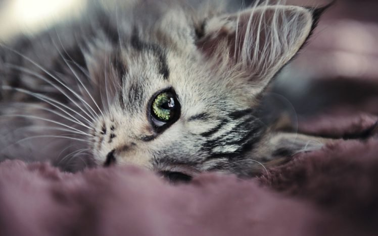 nature, Cats, Animals, Macro, Kittens, Pets HD Wallpaper Desktop Background