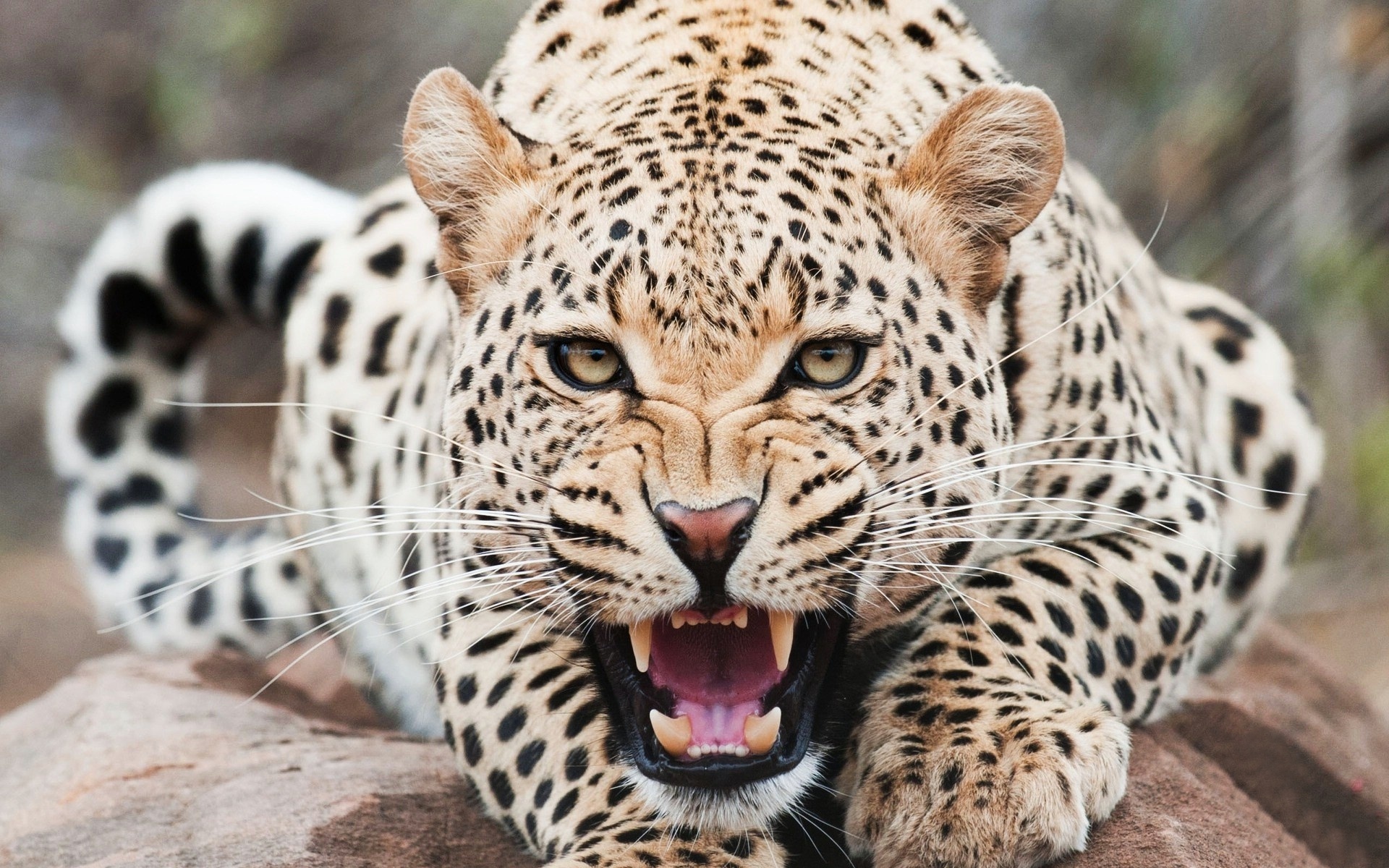 jaguar Wallpaper