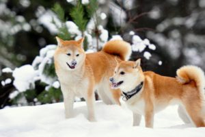 shiba, Inu, Winter, Snow