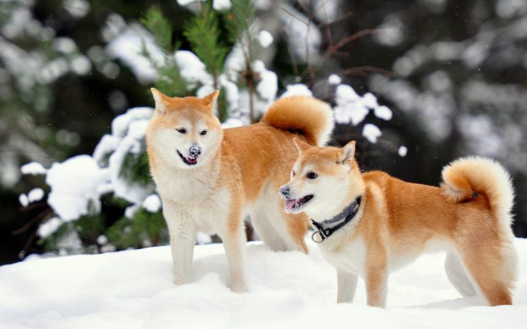 shiba, Inu, Winter, Snow HD Wallpaper Desktop Background
