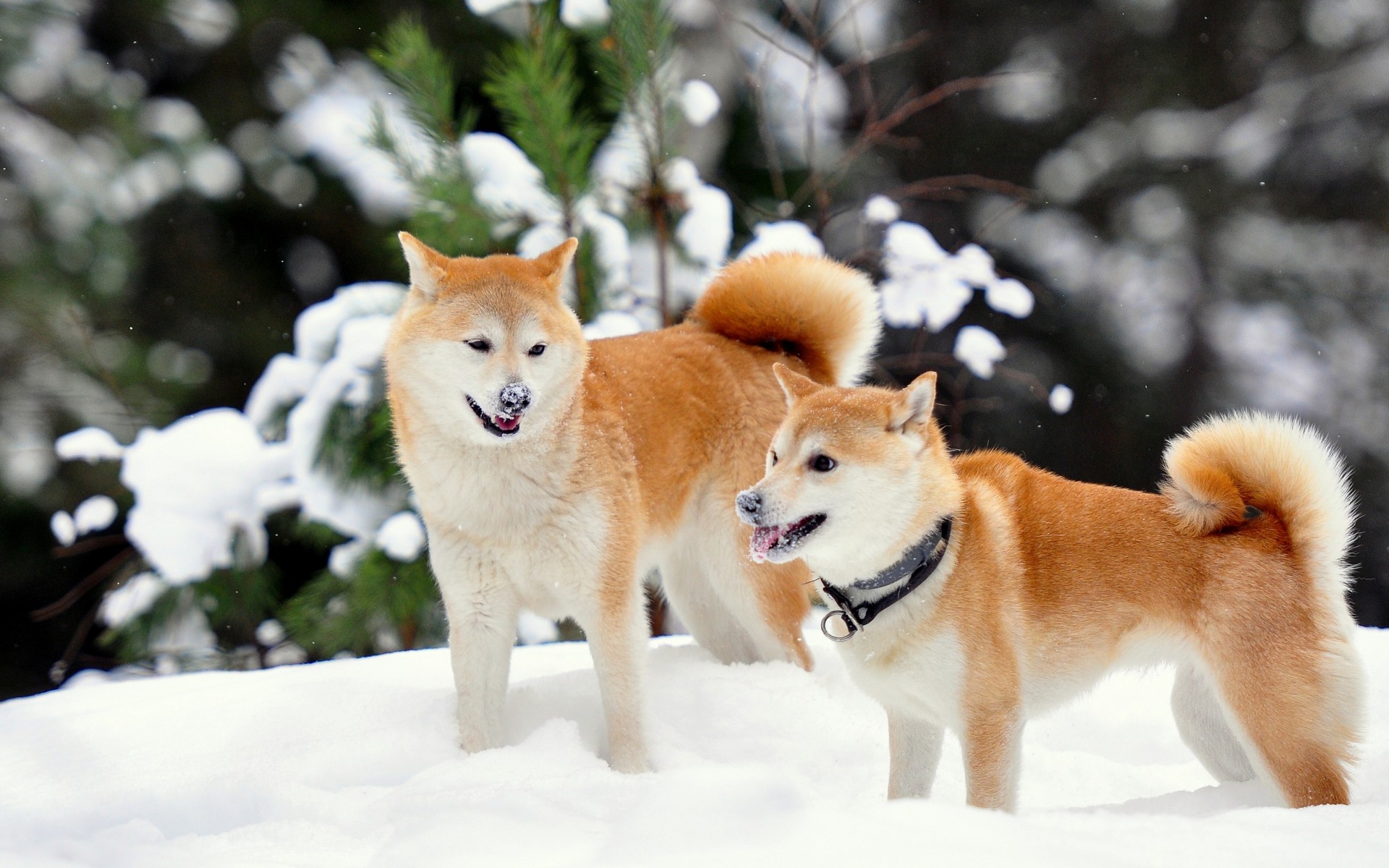 shiba, Inu, Winter, Snow Wallpaper