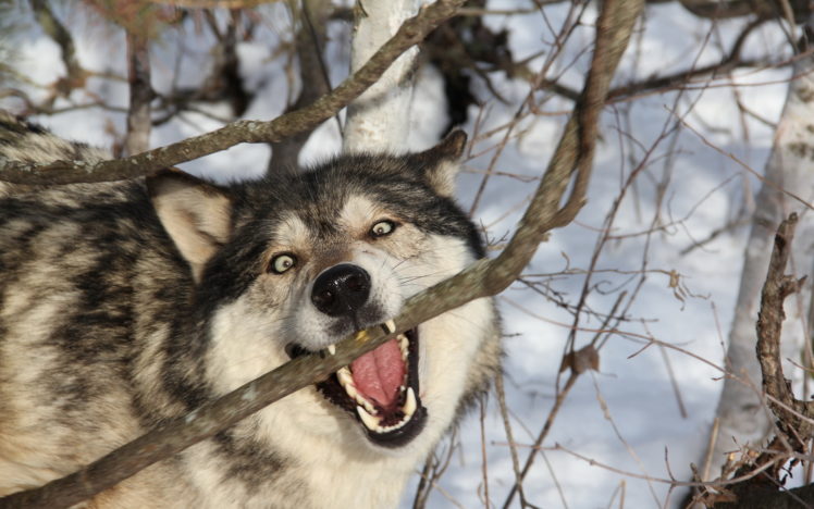 wolves, Branches, Glance, Animals, Wolf HD Wallpaper Desktop Background