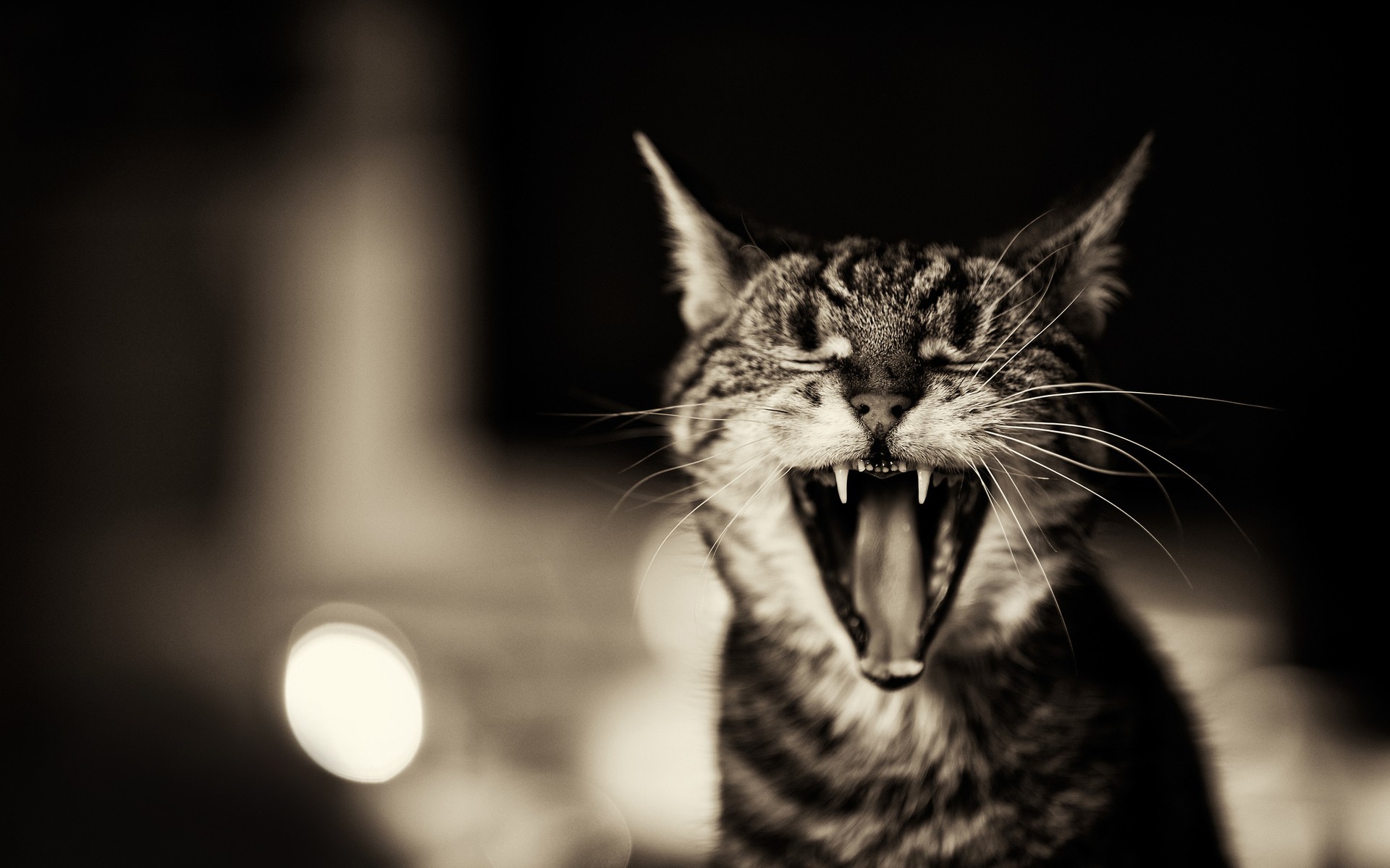 cats, Animals, Mouth, Pets Wallpaper