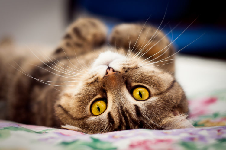 cat, Cats, Eyes, Humor HD Wallpaper Desktop Background