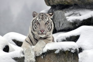tiger, White, Albino, Snow, Winter