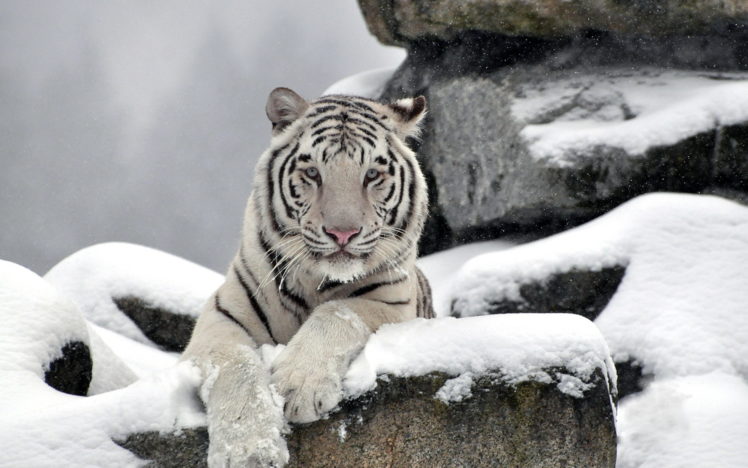 tiger, White, Albino, Snow, Winter HD Wallpaper Desktop Background