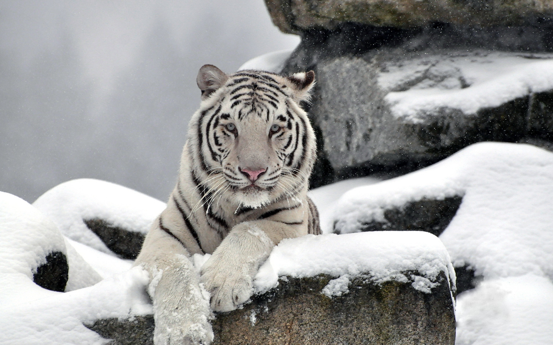 tiger, White, Albino, Snow, Winter Wallpaper