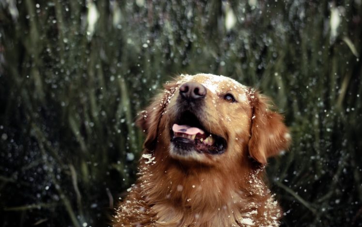 snow, Animals, Dogs, Pets HD Wallpaper Desktop Background