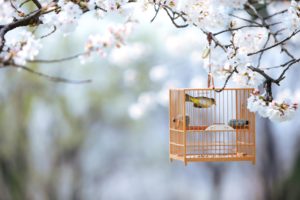 cute, Bird, Cage, Nature, Spring, Tree, Branch