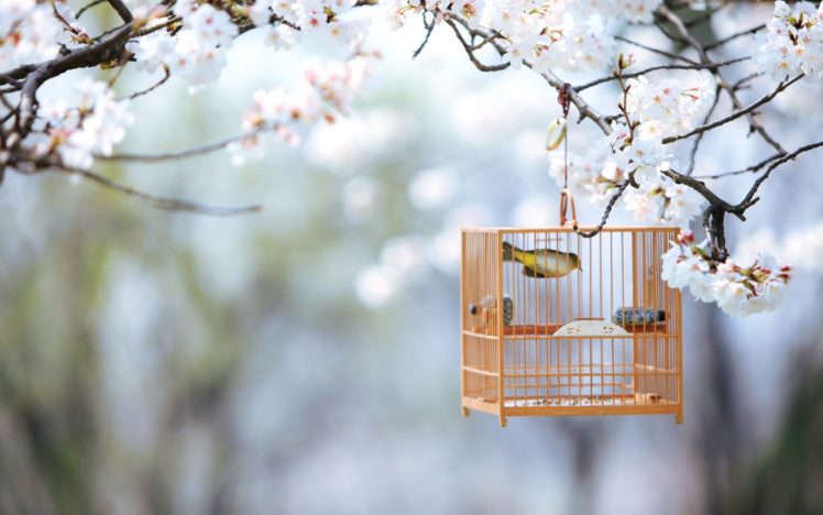 cute, Bird, Cage, Nature, Spring, Tree, Branch Wallpapers HD / Desktop and  Mobile Backgrounds