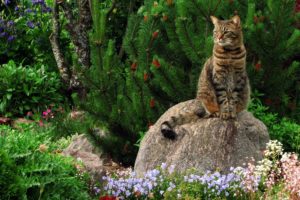 cat, Stone, Flowers, Trees