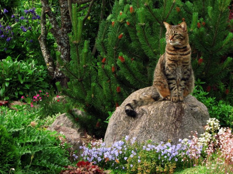 cat, Stone, Flowers, Trees HD Wallpaper Desktop Background