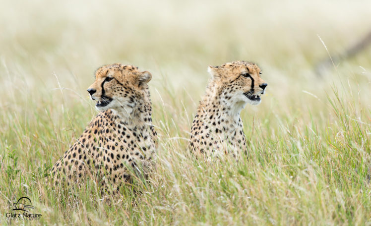 cats, Cheetahs, Grass, Animals, Cheetah HD Wallpaper Desktop Background