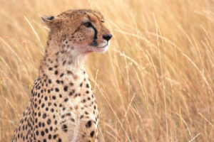 cats, Cheetahs, Grass, Animals, Cheetah
